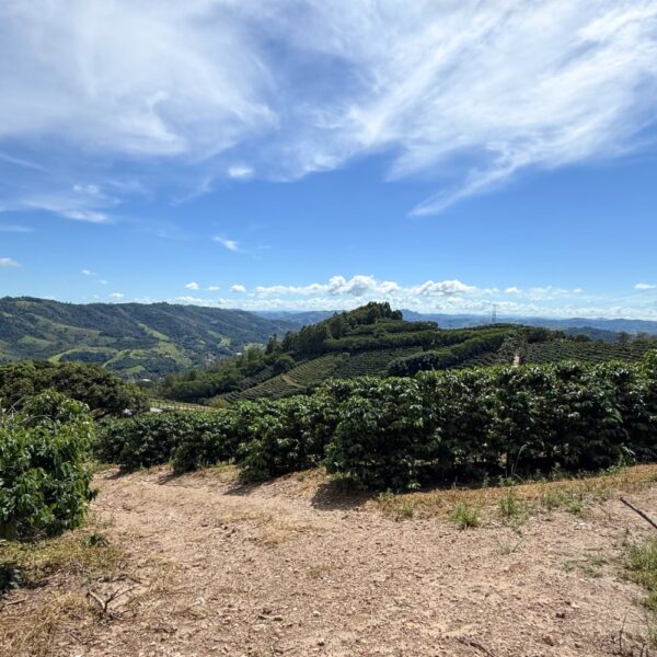 Visitar um cafezal em Serra Negra