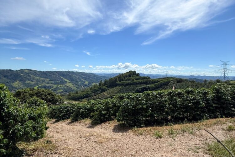 Visitar um cafezal em Serra Negra